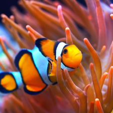 SYLVANIA 0000647 Akvarijní Zářivka AQUASTAR T8 36W